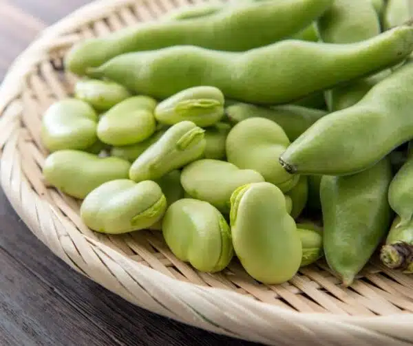 Vicia faba (bondböna) Ratio Dicke Bohne