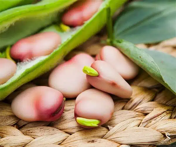 Vicia faba (Fava) Karmazyn