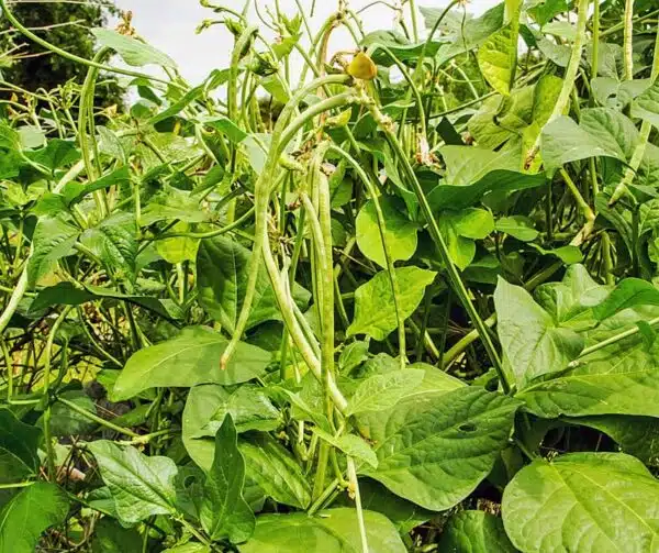 Phaseolus vulgaris (Spargelbohne) Metro Black