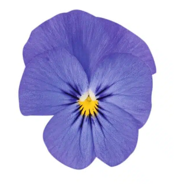 Viola cornuta F1 Admire® Bleu