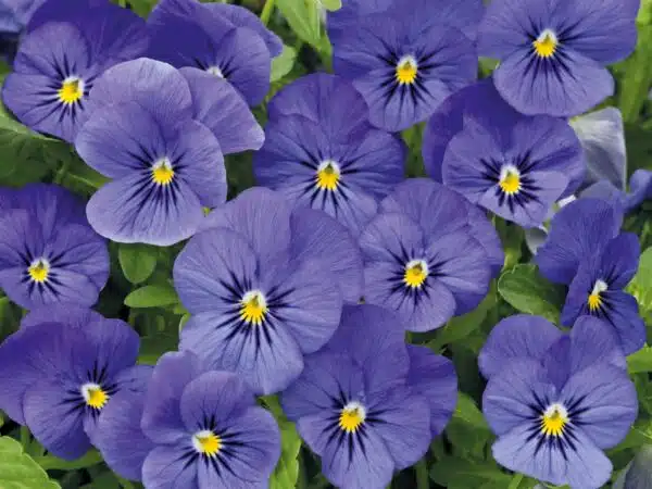 Viola cornuta F1 Admire® Bleu - Image 4