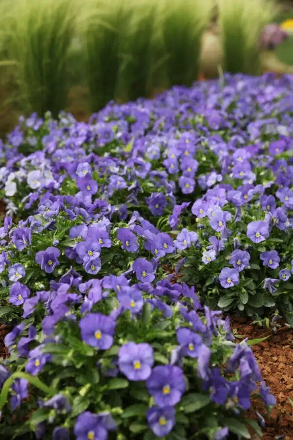 Viola cornuta F1 Admire® Bleu - Image 5