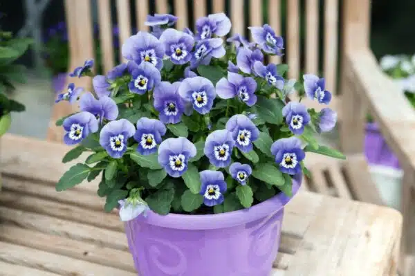 Viola cornuta F1 Admire® Deep Marina - Image 5