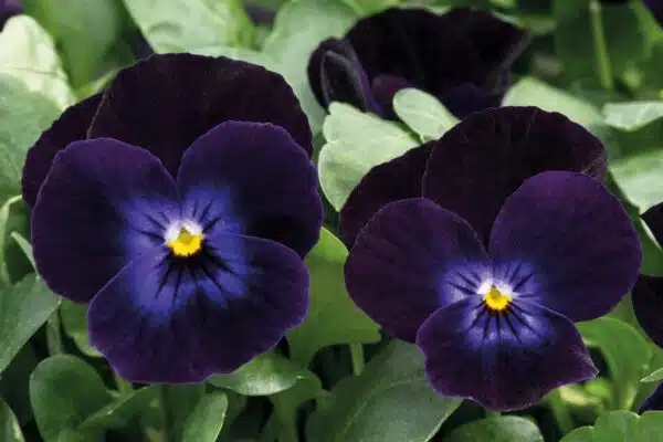 Viola cornuta F1 Admire® Deep Purple Face - Bild 3