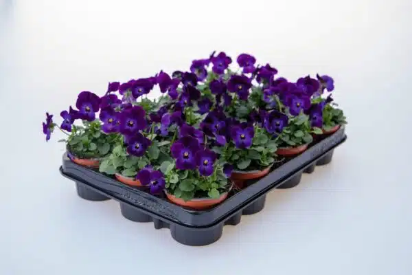 Viola cornuta F1 Admire® Deep Purple Face - Bild 2