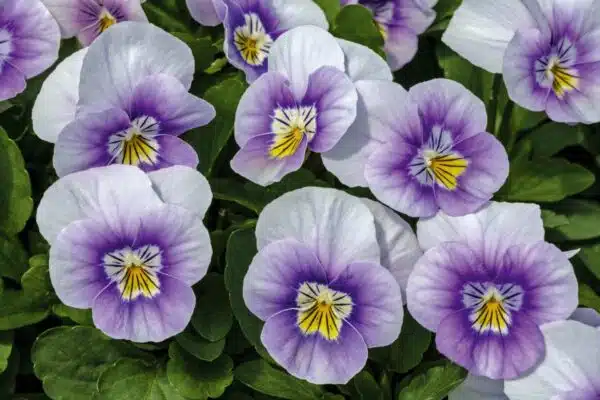 Viola cornuta F1 Admire® Lavender Pink Face - Afbeelding 4