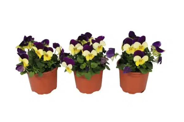 Viola cornuta F1 Admire® Lemon Purple Wing - Immagine 4