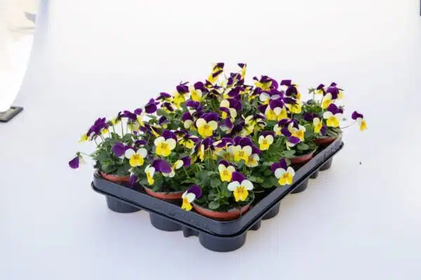 Viola cornuta F1 Admire® Lemon Purple Wing - Immagine 2