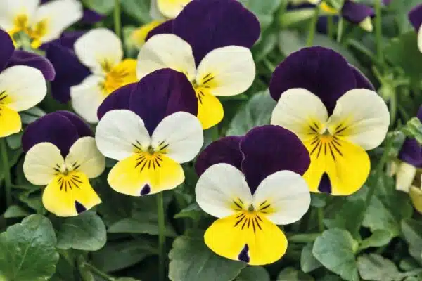 Viola cornuta F1 Admire® Lemon Purple Wing - Immagine 3