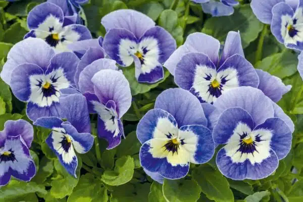 Viola cornuta F1 Admire® Marina - Afbeelding 3
