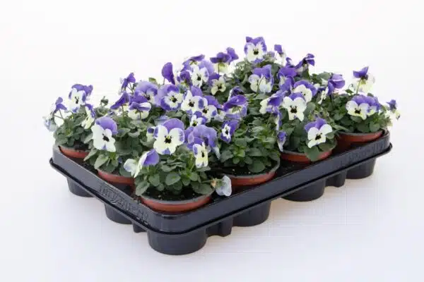 Viola cornuta F1 Admire® Marina - Afbeelding 4