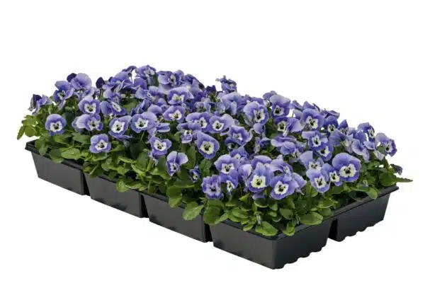 Viola cornuta F1 Admire® Marina - Afbeelding 2