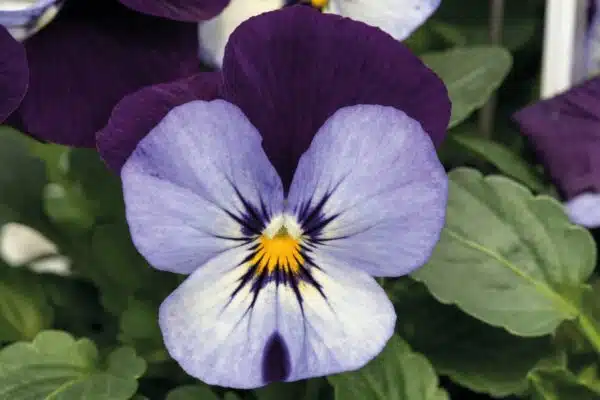 Viola cornuta F1 Admire® Neon Purple Wing - Afbeelding 4