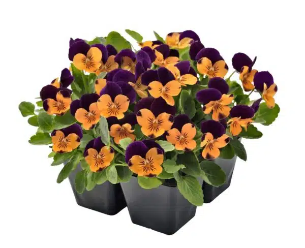 Viola cornuta F1 Admire® Orange Purple Wing - Afbeelding 4