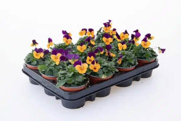 Viola cornuta F1 Admire® Orange Purple Wing - Afbeelding 2