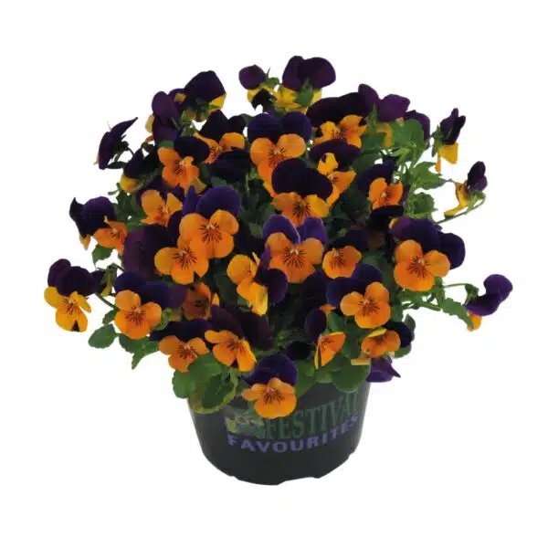 Viola cornuta F1 Admire® Orange Purple Wing - Afbeelding 5