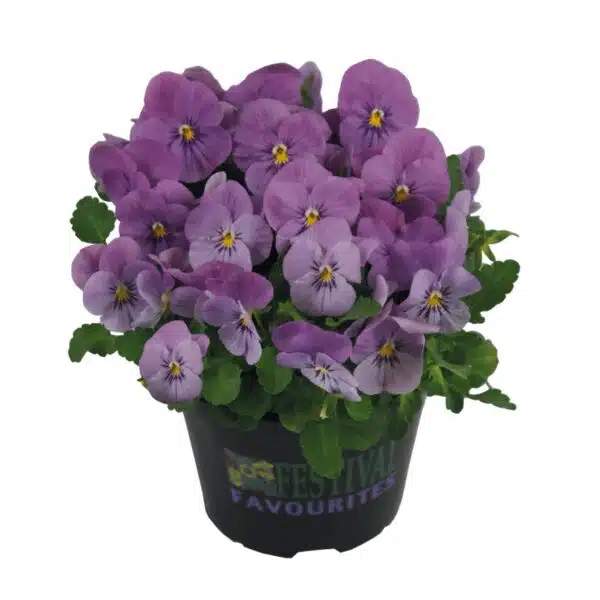Viola cornuta F1 Admire® Pink - малюнак 3