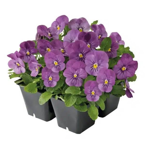 Viola cornuta F1 Admire® Pink - малюнак 4