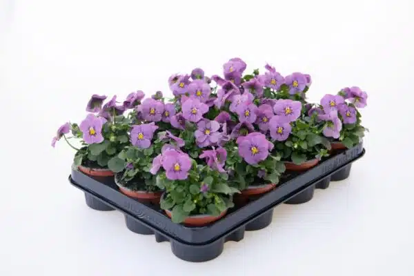 Viola cornuta F1 Admire® Pink - малюнак 2