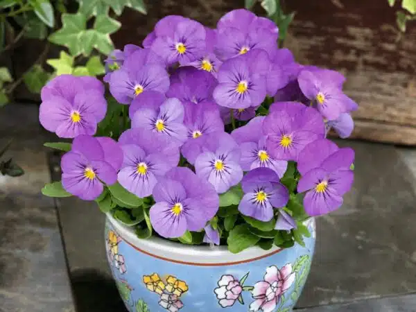 Viola cornuta F1 Admire® Pink - малюнак 5