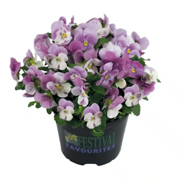 Viola cornuta F1 Admire® Pink Surprise - Afbeelding 4