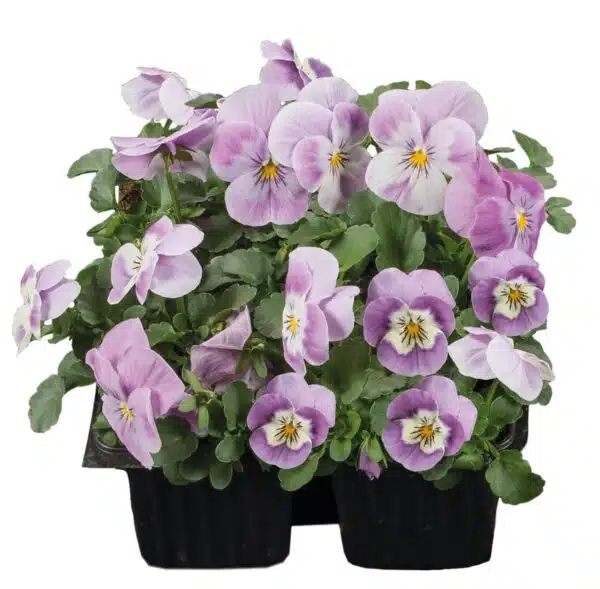 Viola cornuta F1 Admire® Pink Surprise - Afbeelding 3