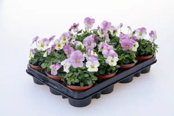 Viola cornuta F1 Admire® Pink Surprise - Afbeelding 2