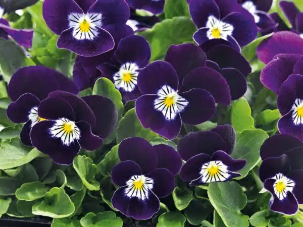 Viola cornuta F1 Admire® Purple White Face - Immagine 3