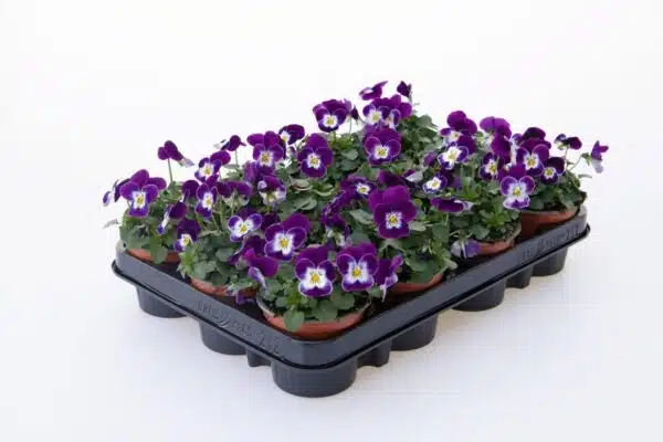 Viola cornuta F1 Admire® Purple White Face - Immagine 2