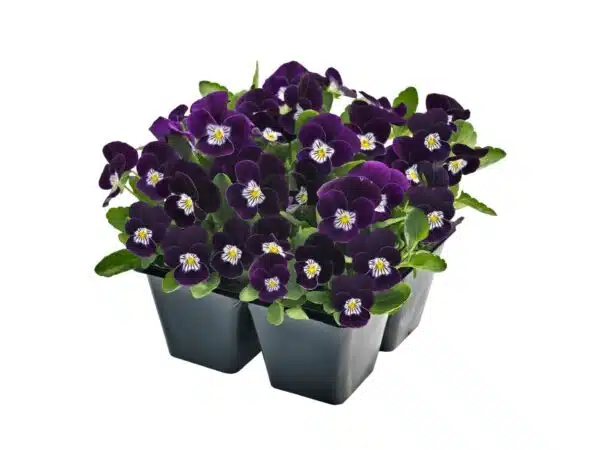 Viola cornuta F1 Admire® Purple White Face - Immagine 4