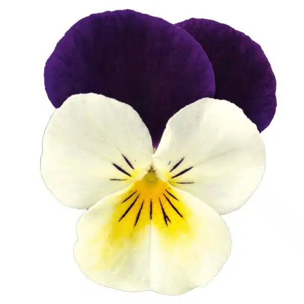 Viola cornuta F1 Admire® White Purple Wing
