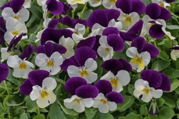 Viola cornuta F1 Admire® White Purple Wing - Afbeelding 3
