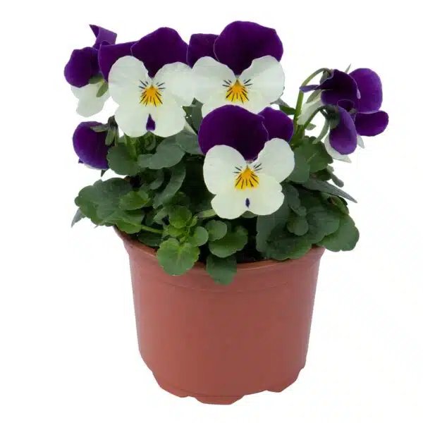 Viola cornuta F1 Admire® White Purple Wing - Afbeelding 5