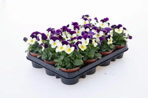 Viola cornuta F1 Admire® White Purple Wing - Afbeelding 2