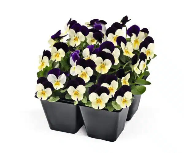 Viola cornuta F1 Admire® White Purple Wing - Afbeelding 4