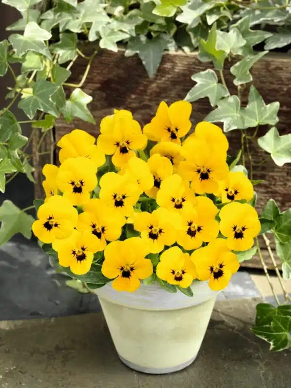 Viola cornuta F1 Admire® Yellow Blotch - Image 5