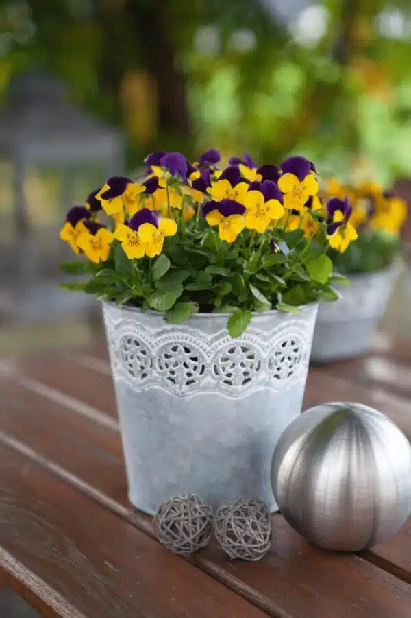 Viola cornuta F1 Admire® Yellow Purple Wing - Afbeelding 5