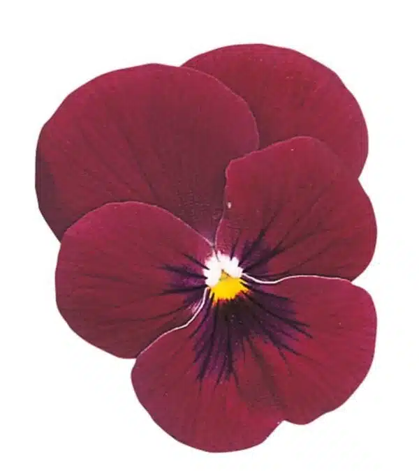 Viola cornuta F1 Grandissimo Rose avec Oeil