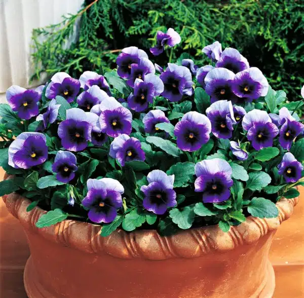 Viola cornuta F1 Penny Beaconsfield - Bild 2