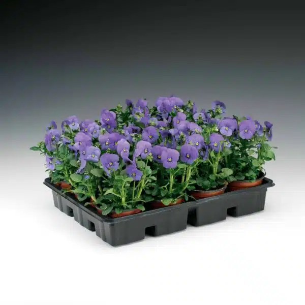 Viola cornuta F1 Penny Blue - малюнак 2