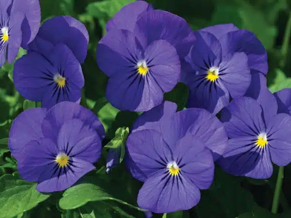 Viola cornuta F1 Penny Blue - малюнак 3