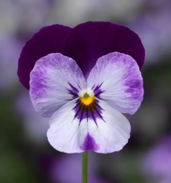 Viola cornuta F1 Penny Denim Jump Up
