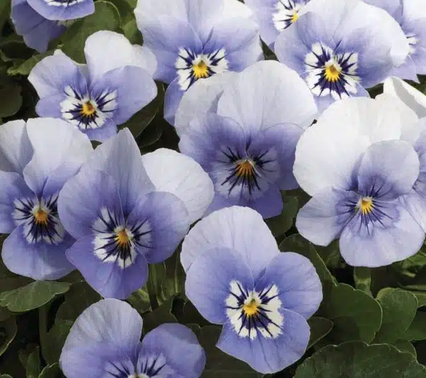 Viola cornuta F1 Penny Marina - малюнак 4
