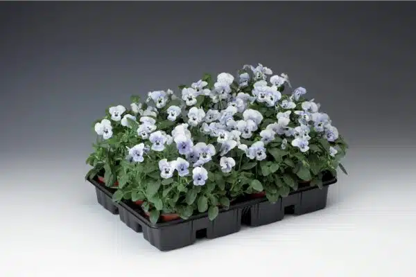 Viola cornuta F1 Penny Marina - малюнак 3