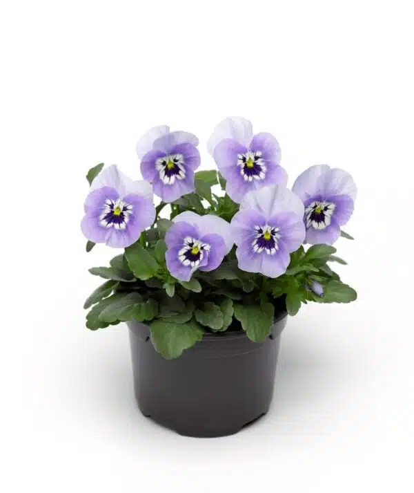 Viola cornuta F1 Penny Marina - малюнак 2