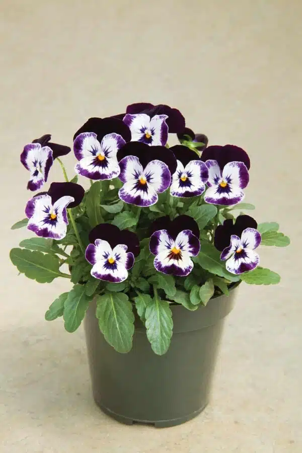 Viola cornuta F1 Penny Mickey - Afbeelding 2