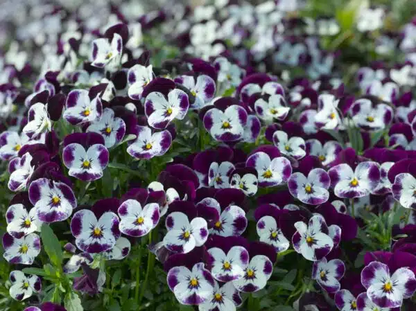 Viola cornuta F1 Penny Mickey - Afbeelding 4