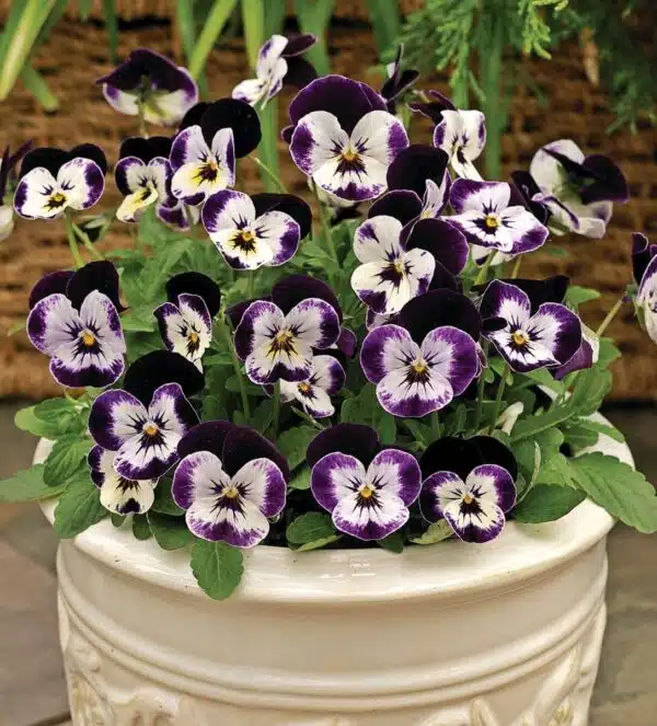 Viola cornuta F1 Penny Mickey - Afbeelding 3