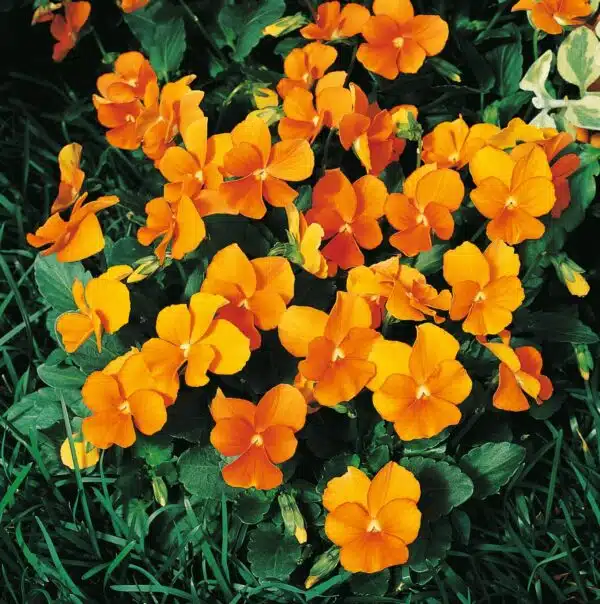 Viola cornuta F1 Penny Orange - малюнак 3