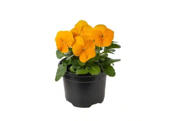 Viola cornuta F1 Penny Orange - малюнак 2